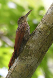 Cocoa Woodcreeper  0616-3j  Gamboa