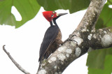 Crimson-crested Woodpecker  0616-3j  El Salto, Darien