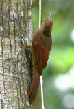 Northern Barred-Woodcreeper  0616-1j  Gamboa