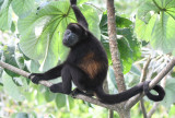 Mantled Howler Monkey  0616-7j  Canopy Tower