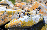 Atlantic Puffins  0717-1j Machias Seal Island, NB
