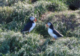 Atlantic Puffins  0717-19j  Witless Bay, NL