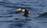 Atlantic Puffin  0717-24j  Witless Bay, NL