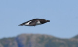 Razorbill  0717-11j Witless Bay, NL