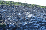 Common Murres  0717-6j  Bird Islands, NS