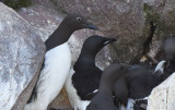 Thick-billed Murre  0717-1j  Bird Islands, NS