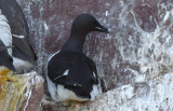 Thick-billed Murre  0717-3j  Bird Islands, NS