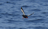 Black Guillemot  0717-4j  Bird Islands, NS