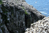 Northern Gannets, Black-legged Kittiwakes  0717-14j  Cape St. Mary, NL