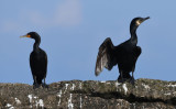 Great Cormorant  0717-5j  Bird Islands, NS