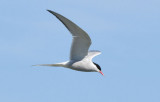 Arctic Tern  0717-3j  Machias Seal Island, NB