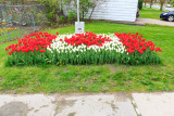 1000 tulips planted in pattern of a Canadian flag at St. Joseph Catholic School