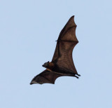 Bat over Sydney Harbour