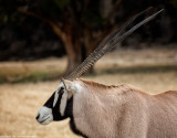 Gemsbok