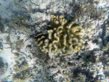 184 - Snorkeling ile Maurice janvier 2017 - GOPR5148_DxO Pbase.jpg