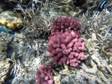 Snorkeling in the Mauritius island lagoon in january 2017