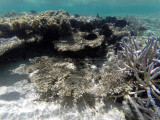 335 - Snorkeling ile Maurice janvier 2017 - GOPR5619_DxO Pbase.jpg