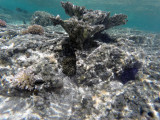 392 - Snorkeling ile Maurice janvier 2017 - GOPR5676_DxO Pbase.jpg