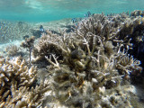 407 - Snorkeling ile Maurice janvier 2017 - GOPR5691_DxO Pbase.jpg