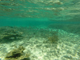 444 - Snorkeling ile Maurice janvier 2017 - GOPR5728_DxO Pbase.jpg