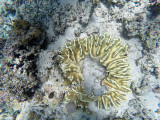 734 - Snorkeling ile Maurice janvier 2017 - GOPR6771_DxO Pbase.jpg