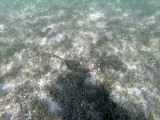 3 - Snorkeling ile Rodrigues janvier 2017 - GOPR5865 DxO Pbase.jpg