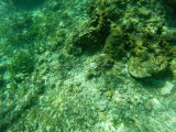 51 - Snorkeling ile Rodrigues janvier 2017 - GOPR5913 DxO Pbase.jpg