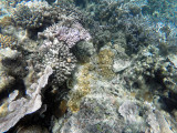 93 - Snorkeling ile Rodrigues janvier 2017 - GOPR5951 DxO Pbase.jpg