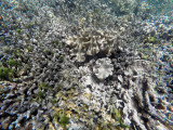 224 - Snorkeling ile Rodrigues janvier 2017 - GOPR6057 DxO Pbase.jpg
