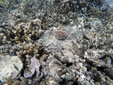 234 - Snorkeling ile Rodrigues janvier 2017 - GOPR6067 DxO Pbase.jpg