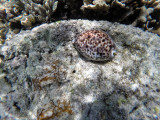 239 - Snorkeling ile Rodrigues janvier 2017 - GOPR6072 DxO Pbase.jpg