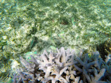 358 - Snorkeling ile Rodrigues janvier 2017 - GOPR6190 DxO Pbase.jpg