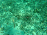 467 - Snorkeling ile Rodrigues janvier 2017 - GOPR6302 DxO Pbase.jpg