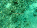 468 - Snorkeling ile Rodrigues janvier 2017 - GOPR6303 DxO Pbase.jpg