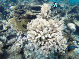 488 - Snorkeling ile Rodrigues janvier 2017 - GOPR6323 DxO Pbase.jpg