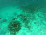 519 - Snorkeling ile Rodrigues janvier 2017 - GOPR6356 DxO Pbase.jpg