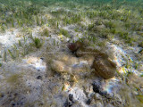 594 - Snorkeling ile Rodrigues janvier 2017 - G0116439 DxO Pbase.jpg