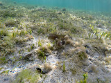 600 - Snorkeling ile Rodrigues janvier 2017 - G0136445 DxO Pbase.jpg