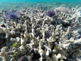 699 - Snorkeling ile Rodrigues janvier 2017 - GOPR6544 DxO Pbase.jpg