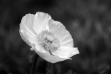 Poppy flower