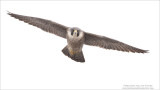 Peregrine in Flight