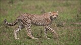 Cheetah Cub in Africa 