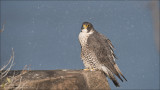 Female Peregrine falcon