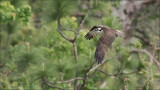 Osprey in Flight - Florida