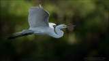 Great White Egret in Flight - Florida