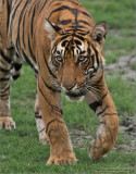 Royal Bengal Tiger - June 2017 Tour : Join me?