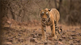 Royal Bengal Tiger 