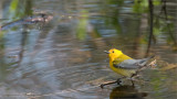 Prothonotary Warbler