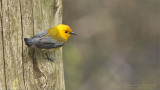 Prothonatary Warbler
