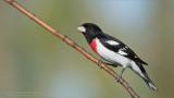 Rose-breasted Grosbeak